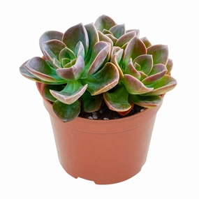 Echeveria 'Melaco' (4 inch) mini ornamental plant  