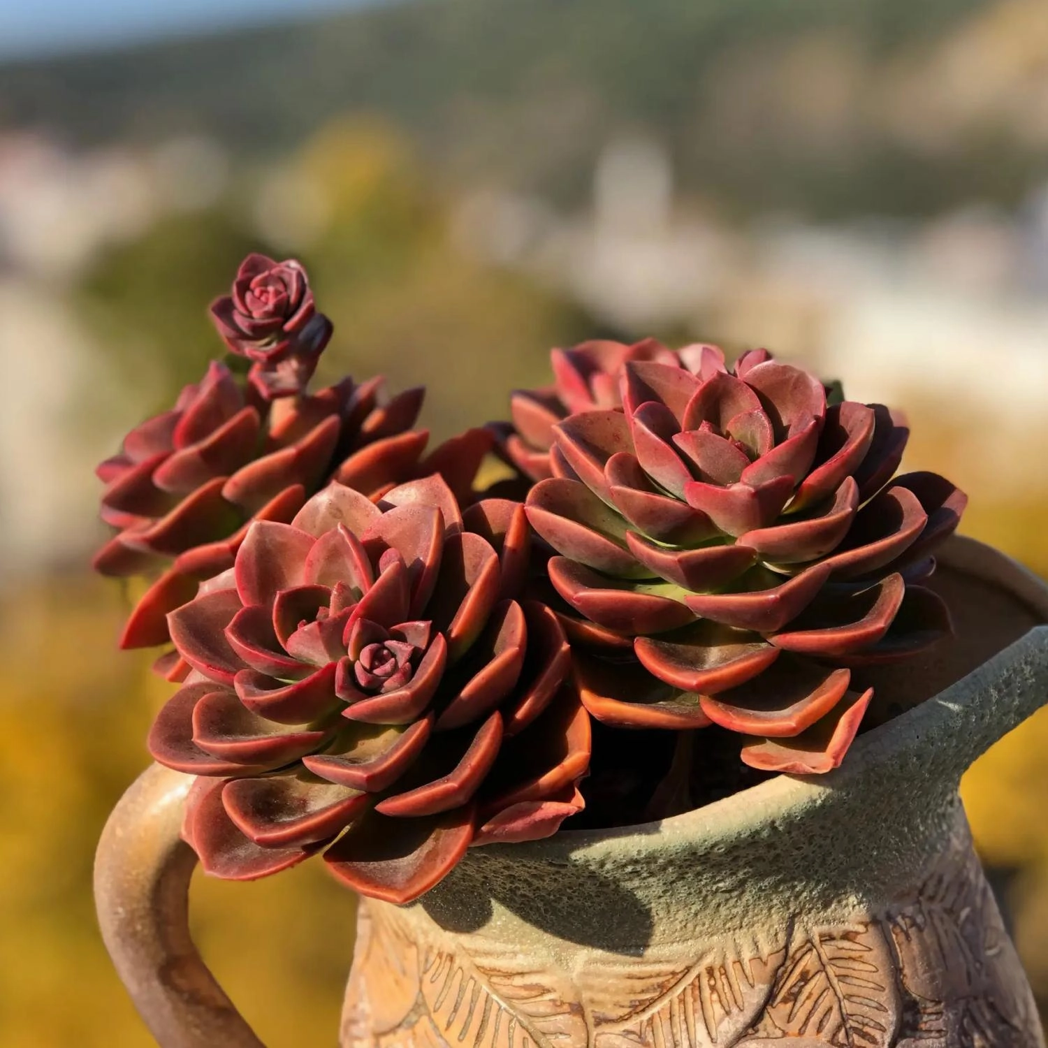 Echeveria 'Melaco' (4 inch)