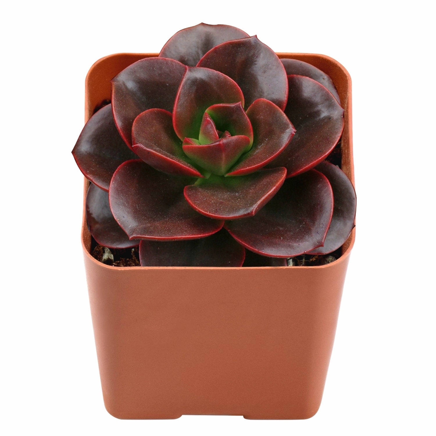 Echeveria 'Melaco'