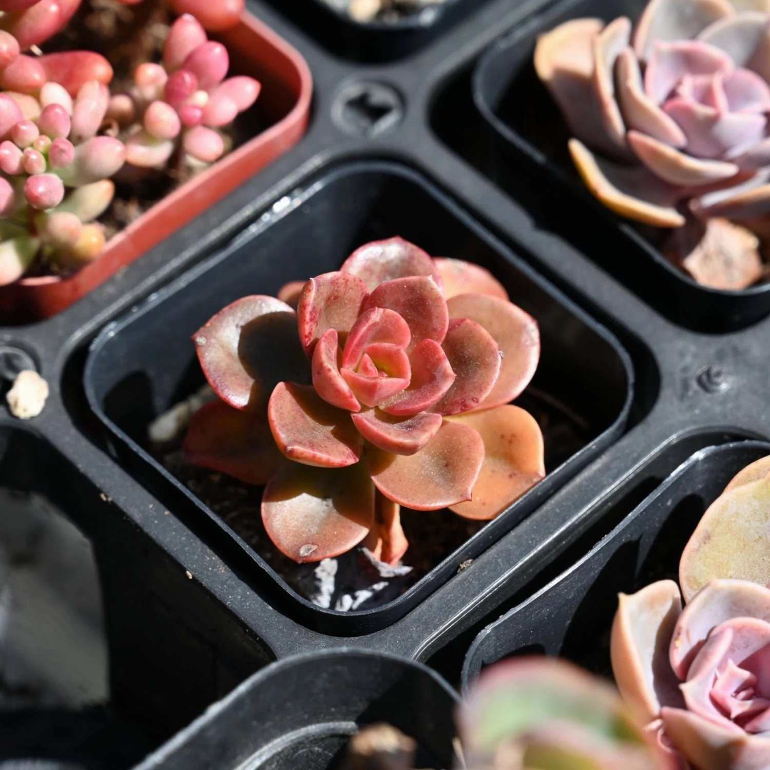 Echeveria 'Melaco'