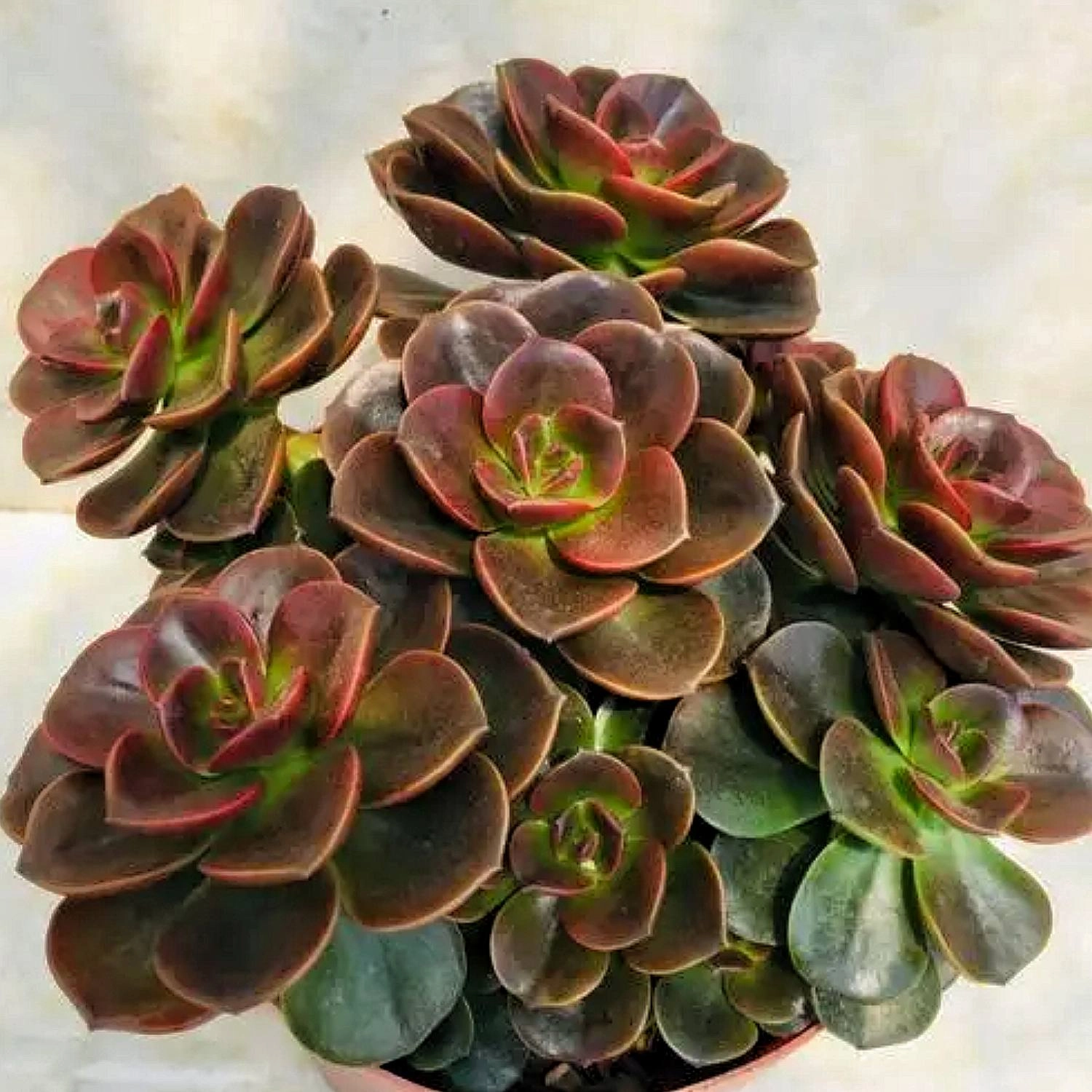Echeveria 'Melaco'