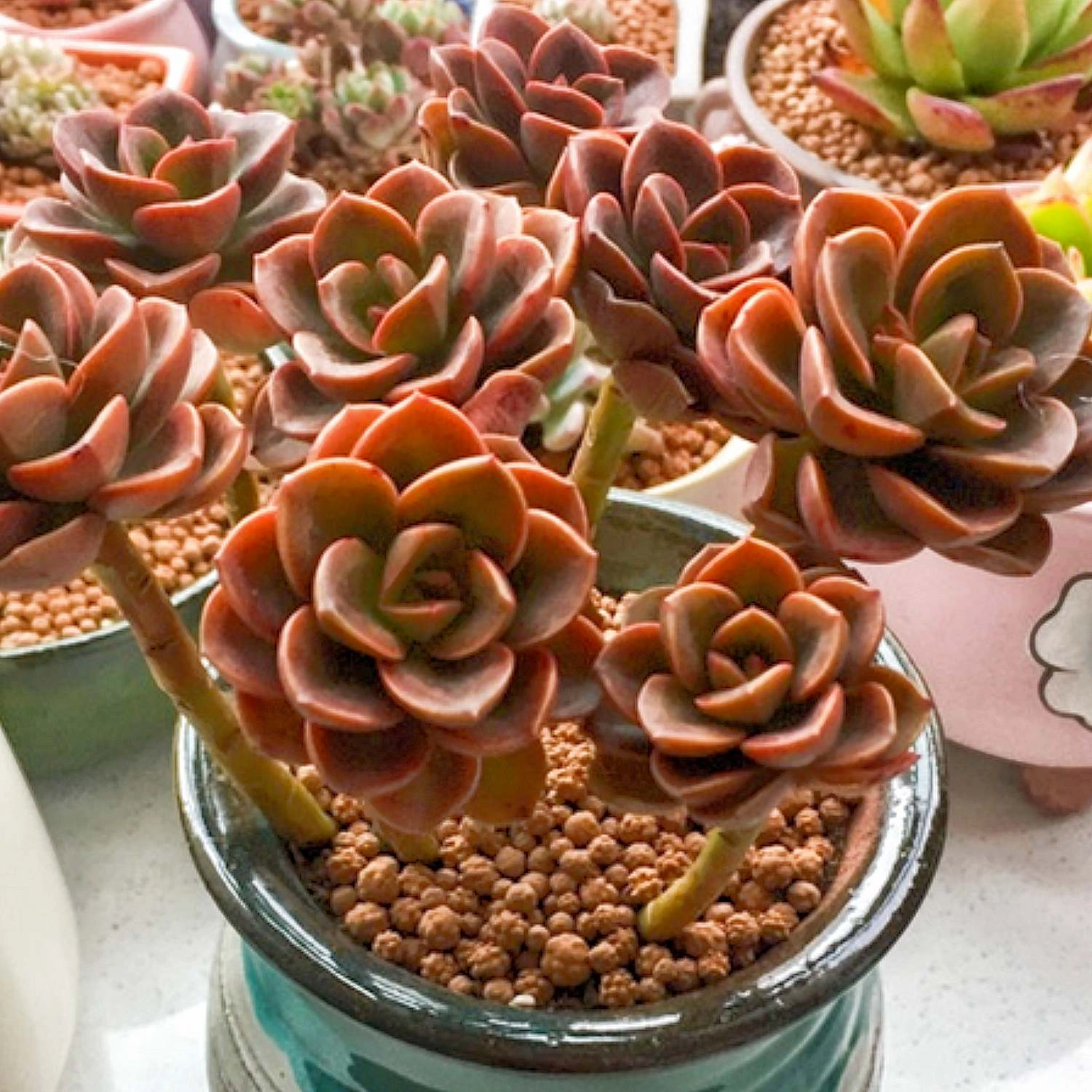 Echeveria 'Melaco'
