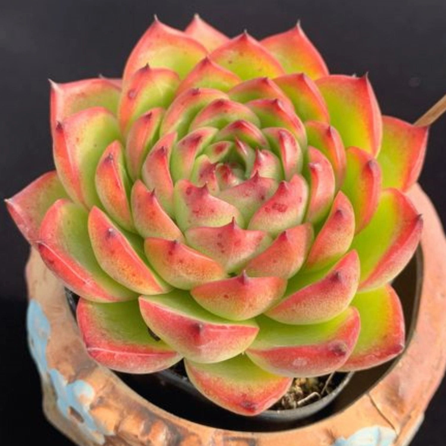 Echeveria 'Moon Stone'