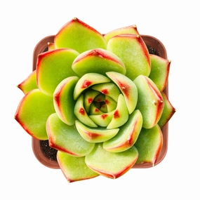 Echeveria 'Moon Stone' mini ornamental plant  