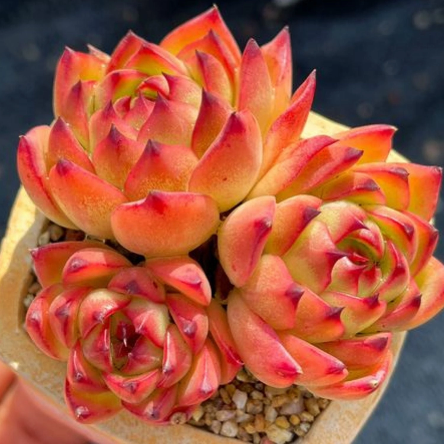Echeveria 'Moon Stone'