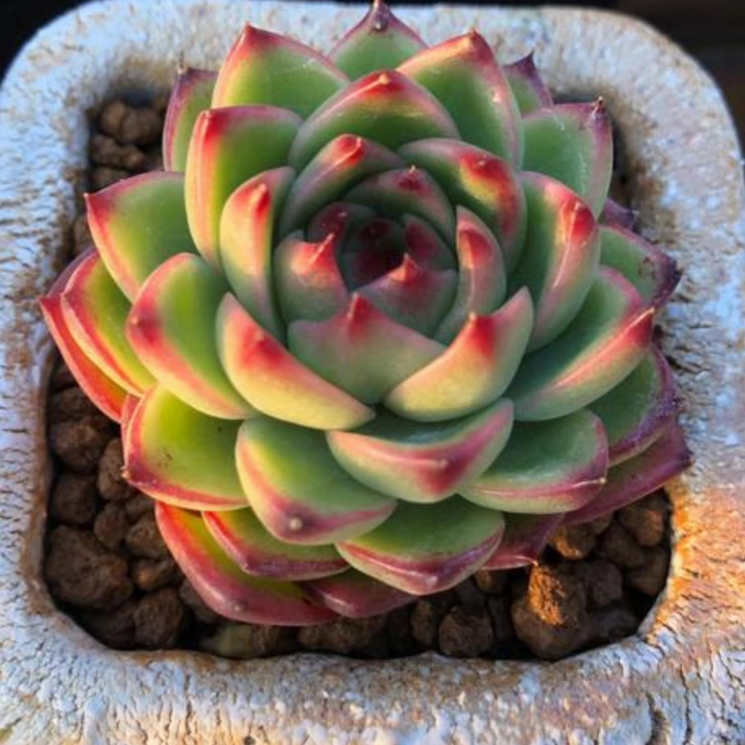 Echeveria 'Moon Stone'