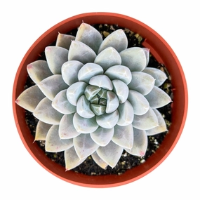Echeveria 'Nebula' (4 inch) mini ornamental plant  