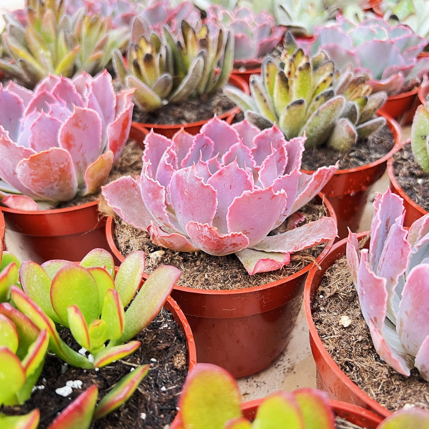 Echeveria 'Neon Breakers' (4 inch)