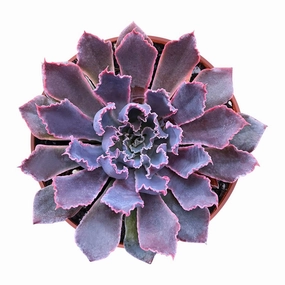 Echeveria 'Neon Breakers' (4 inch) mini ornamental plant  