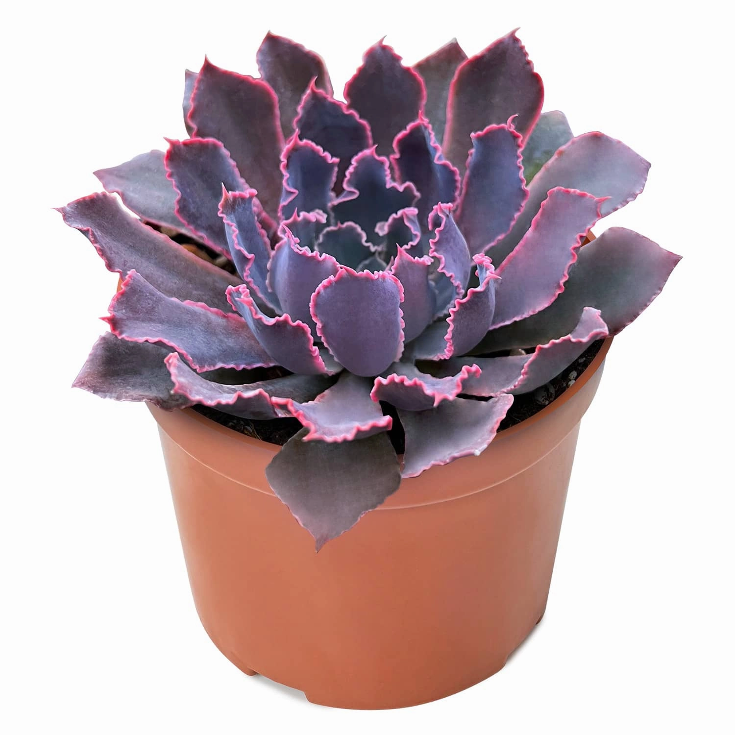 Echeveria 'Neon Breakers' (4 inch)