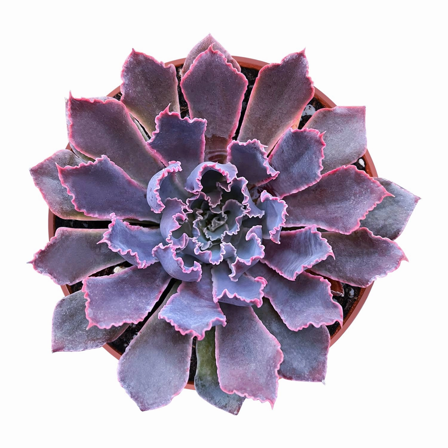 Echeveria 'Neon Breakers' (4 inch) mini ornamental plant  