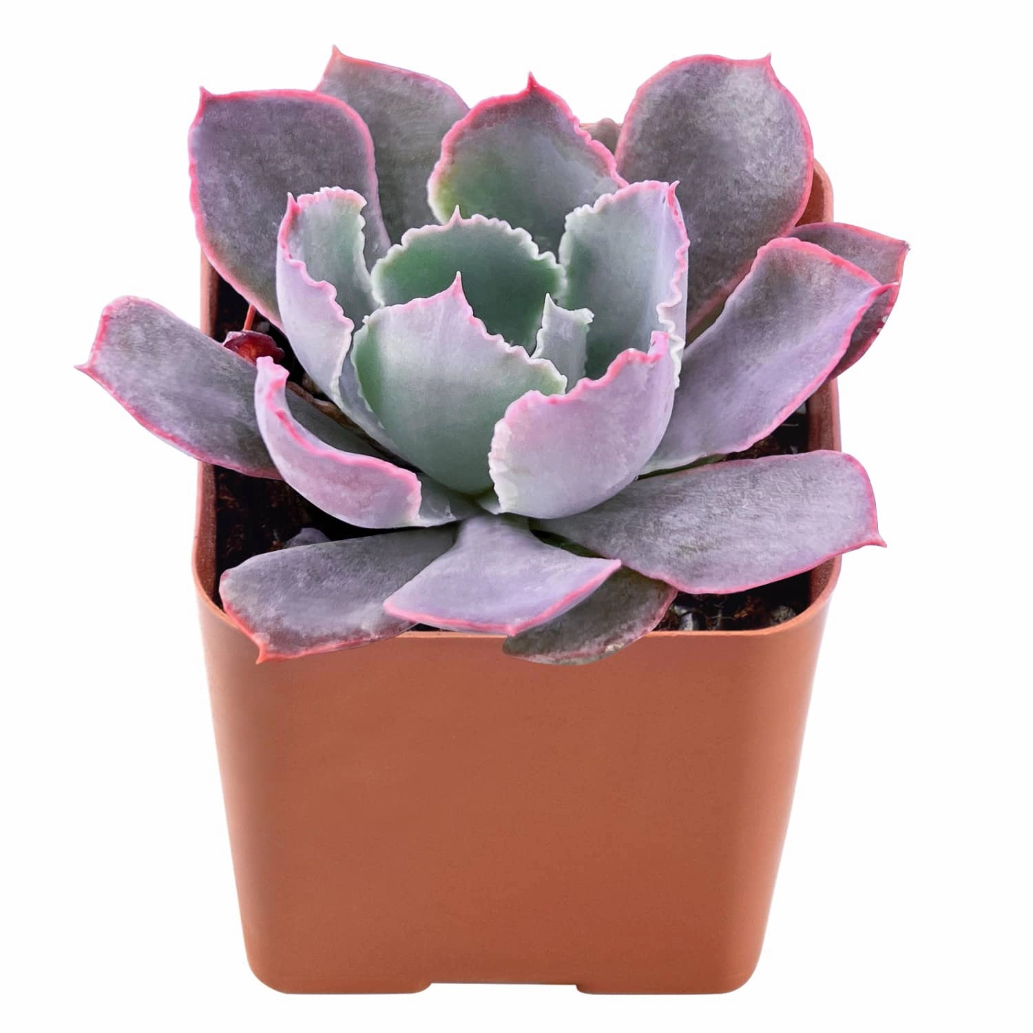 Echeveria 'Neon Breakers'