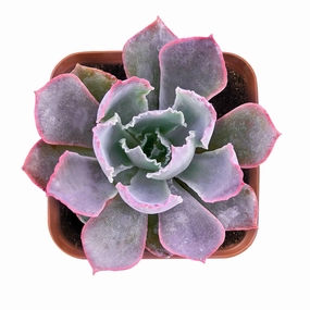 Echeveria 'Neon Breakers' mini ornamental plant  