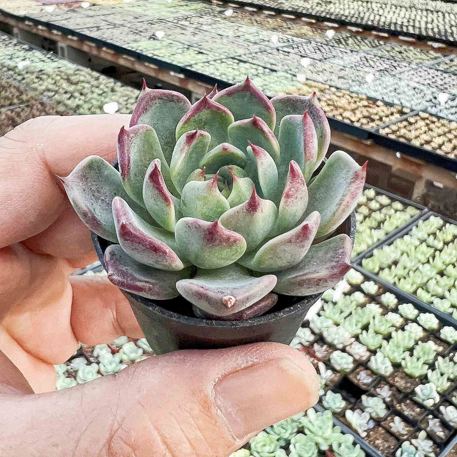 Echeveria 'Night'
