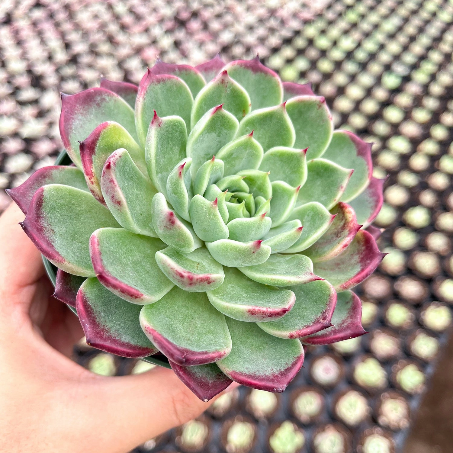 Echeveria 'Night' (4 inch)