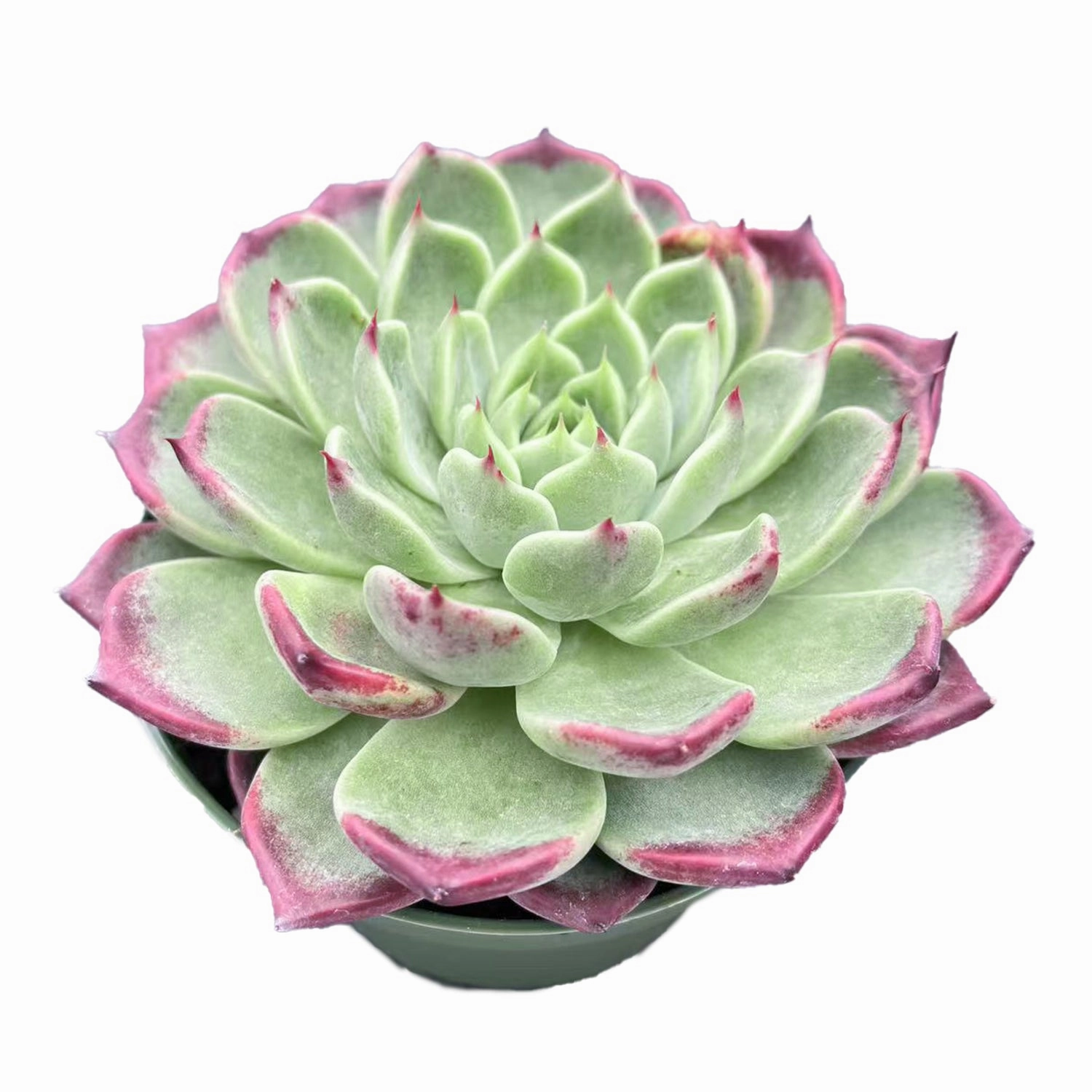Echeveria 'Night' (4 inch)