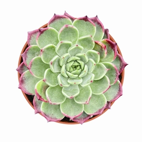 Echeveria 'Night' (4 inch) mini ornamental plant  