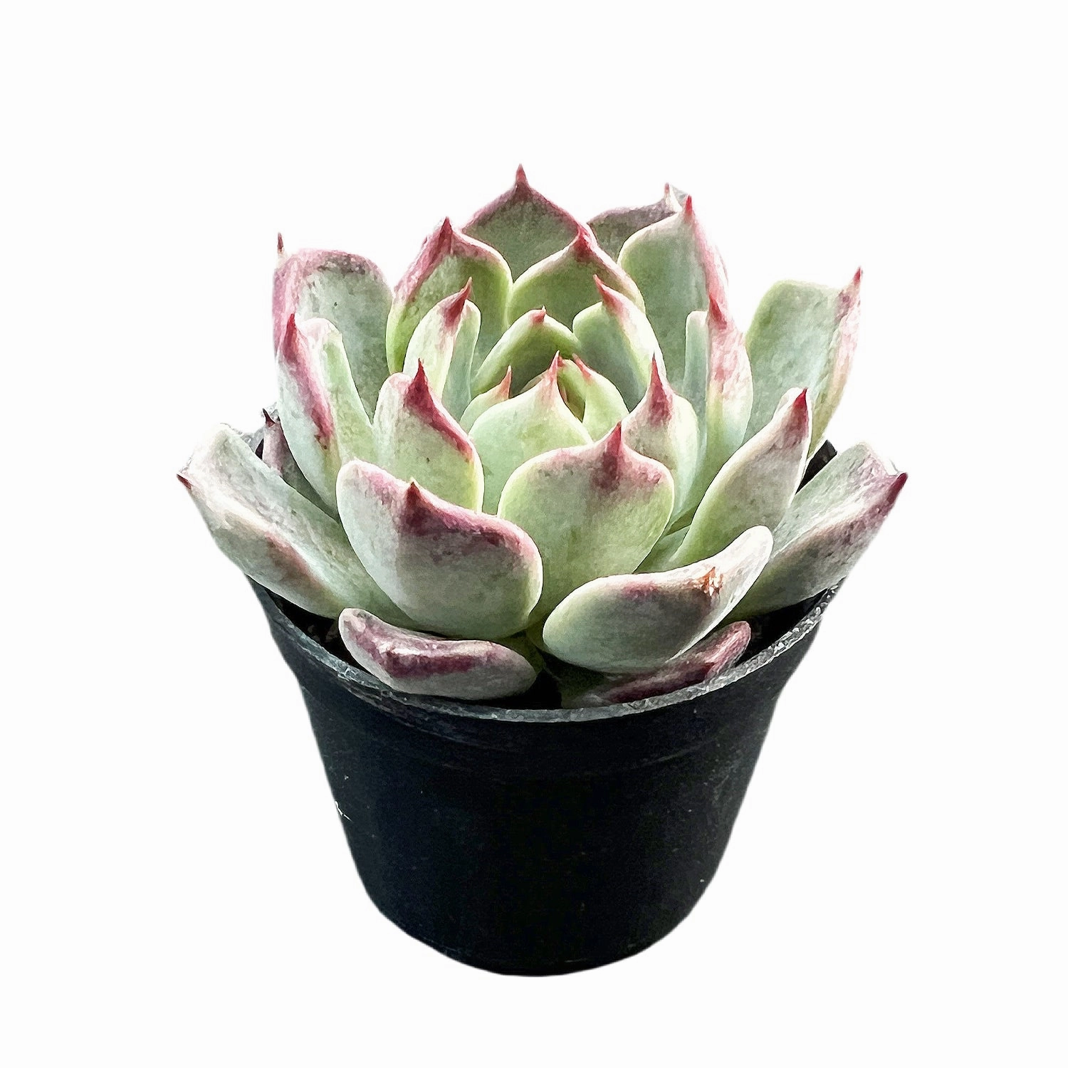 Echeveria 'Night'