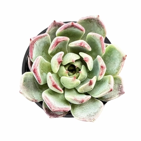 Echeveria 'Night' mini ornamental plant  