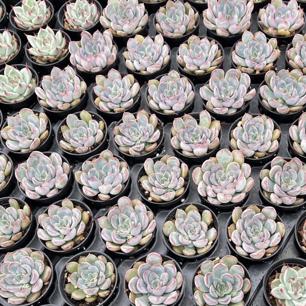 Echeveria 'Orion' Bulk 54 Tray - 2in Pot