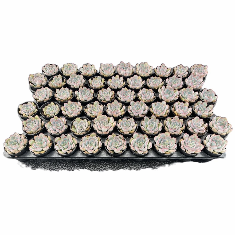 Echeveria 'Orion' Bulk 54 Tray - 2in Pot