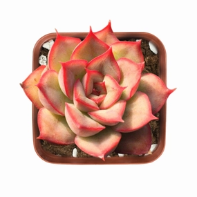 Echeveria 'Orion' mini ornamental plant  