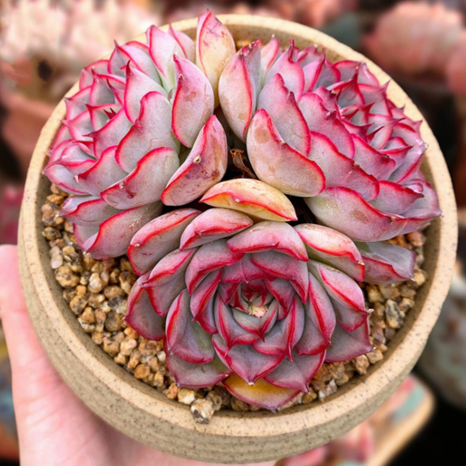 Echeveria 'Orion'