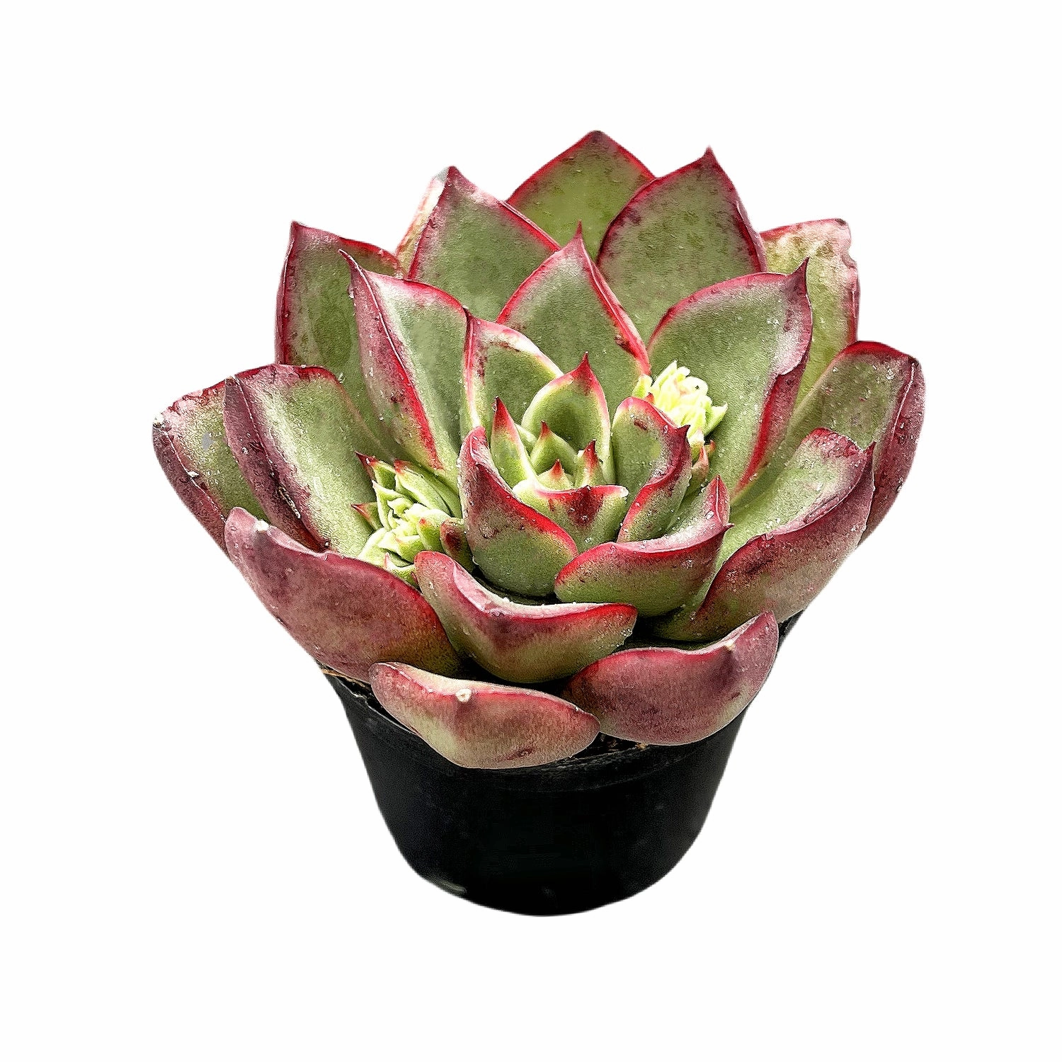 Echeveria 'Paso Doble'