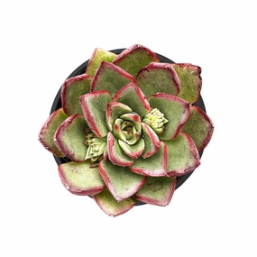 Echeveria 'Paso Doble' mini ornamental plant  