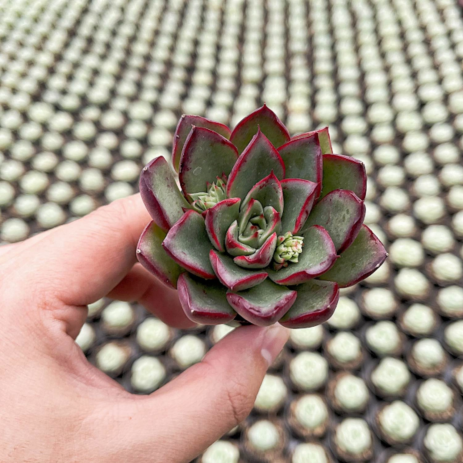 Echeveria 'Paso Doble'