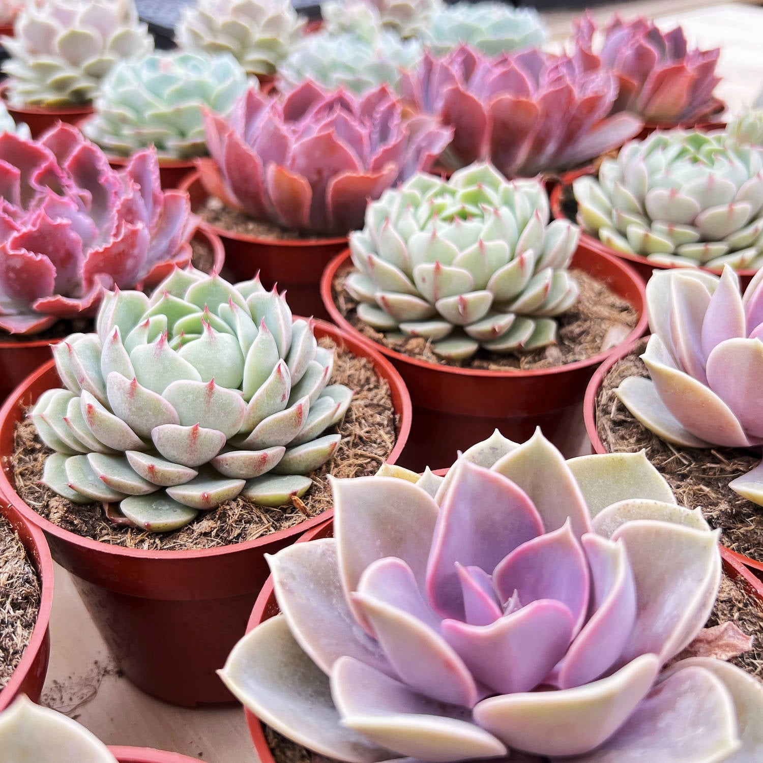Echeveria 'Perle von Nrnberg' (4 inch)