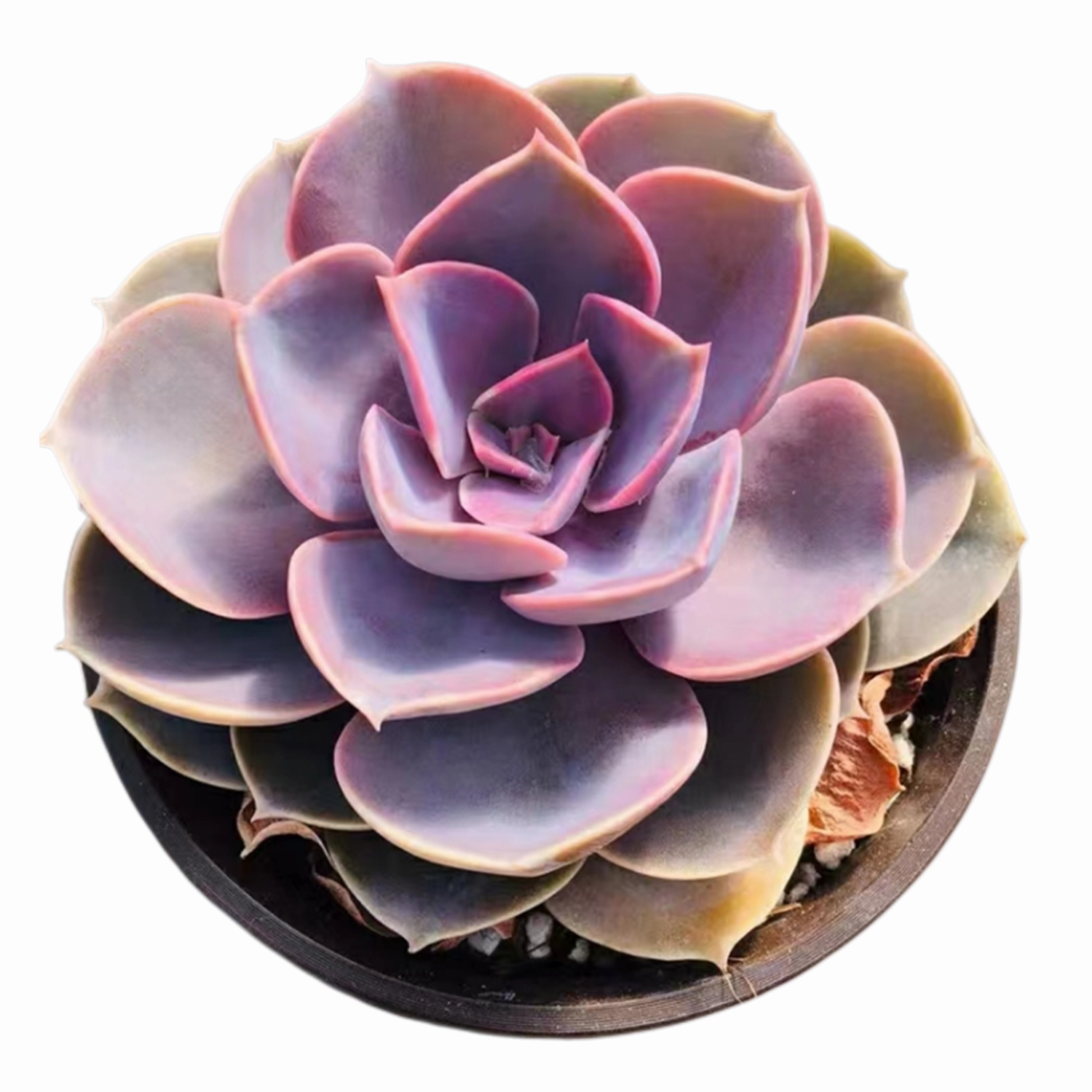 Echeveria 'Perle von Nrnberg' (4 inch) mini ornamental plant  