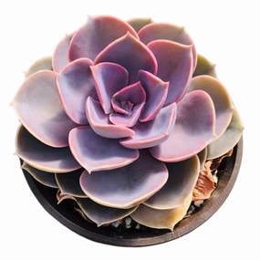Echeveria 'Perle von Nrnberg' (4 inch) mini ornamental plant  