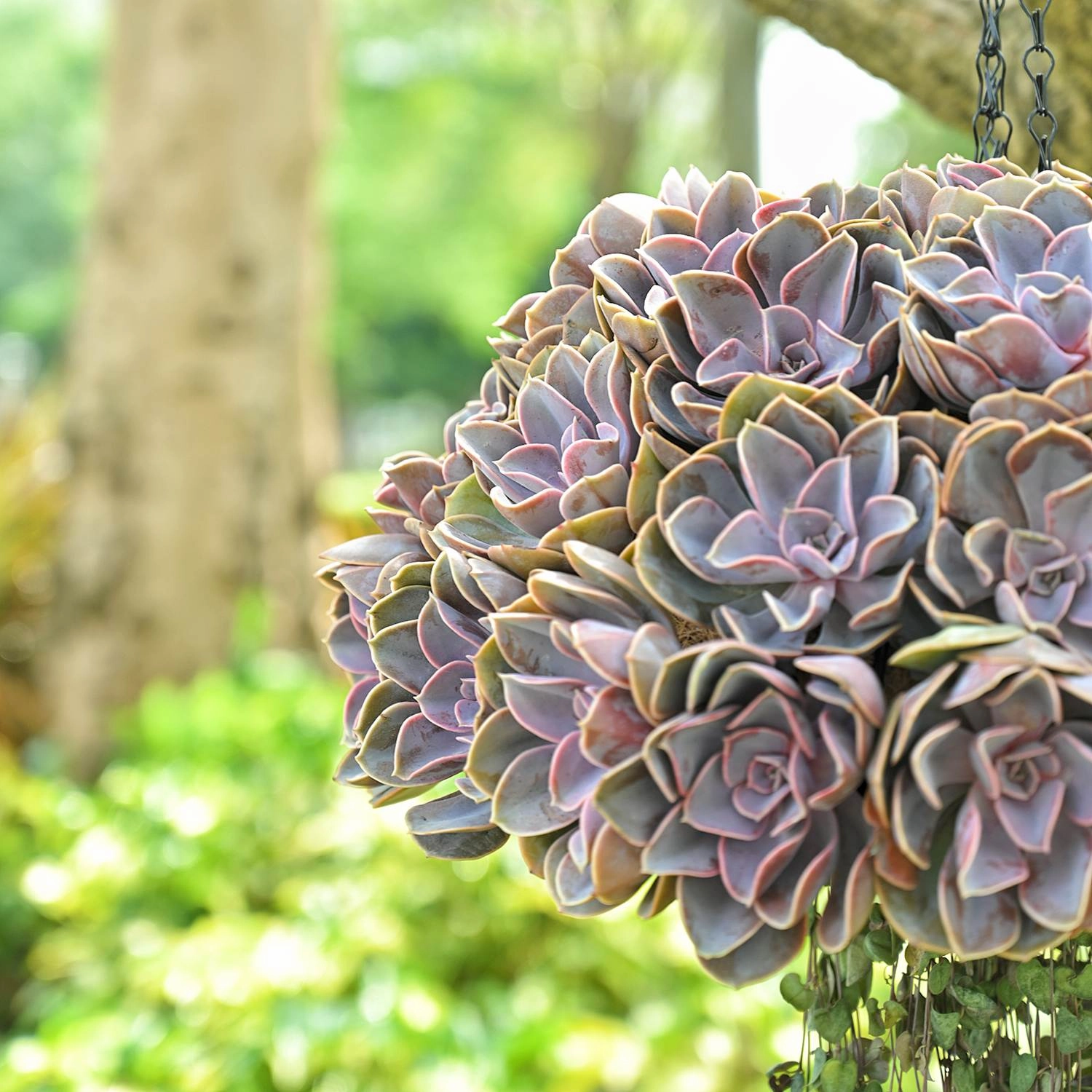 Echeveria 'Perle von Nrnberg'