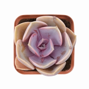 Echeveria 'Perle von Nrnberg' mini ornamental plant  