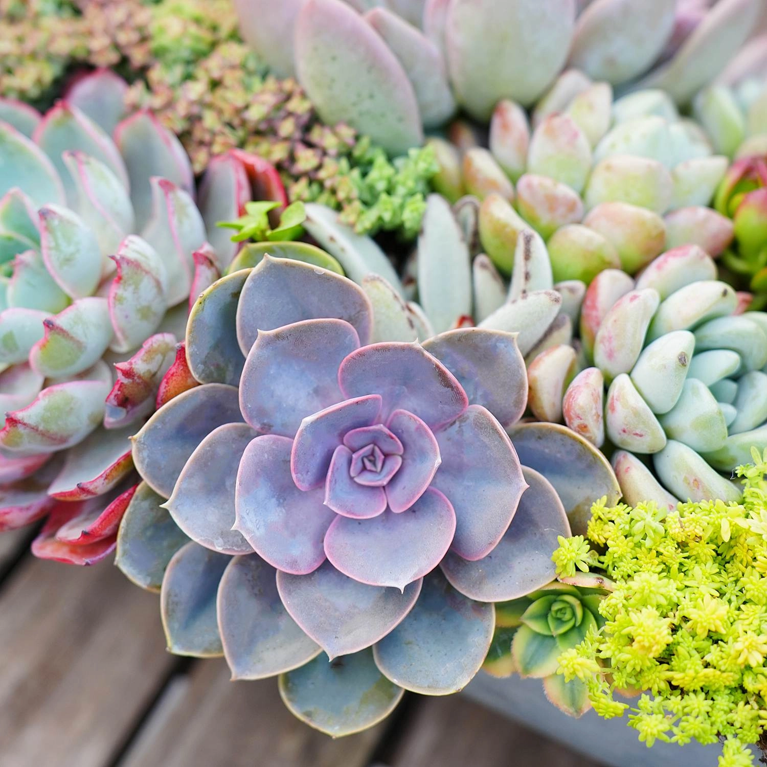 Echeveria 'Perle von Nrnberg'