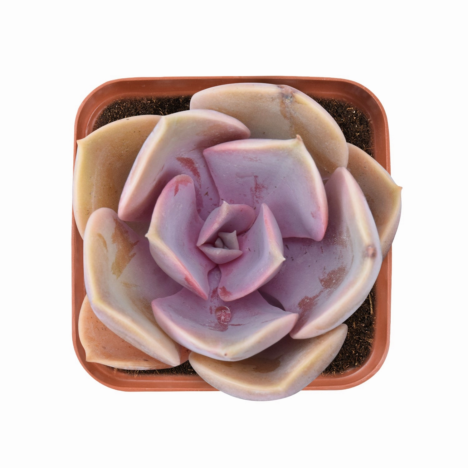 Echeveria 'Perle von Nrnberg' mini ornamental plant  