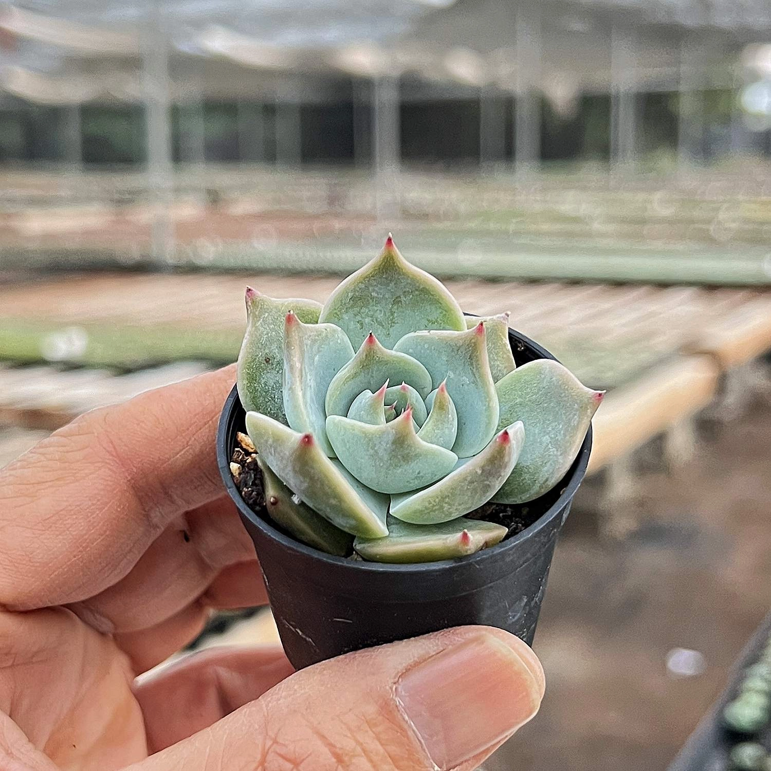 Echeveria 'PikaChu'