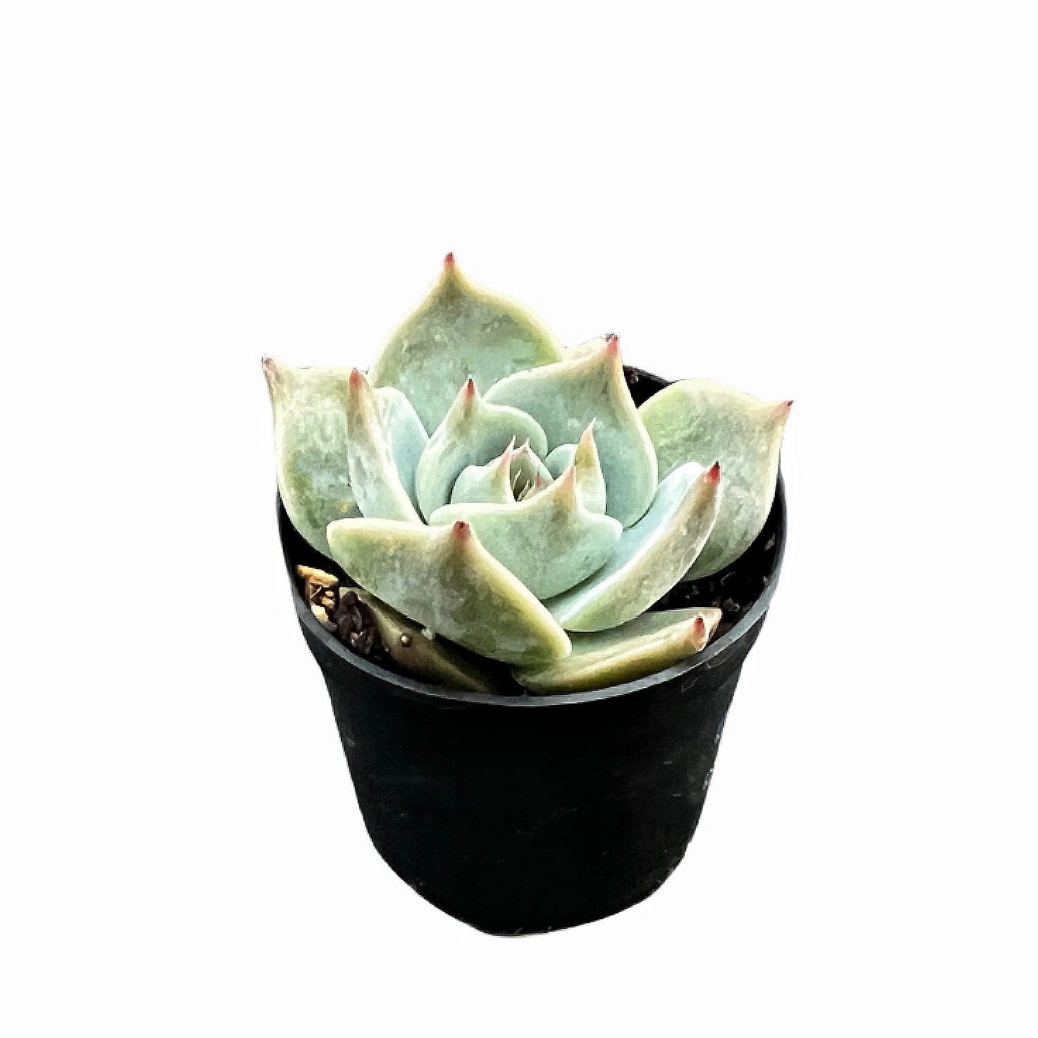 Echeveria 'PikaChu'