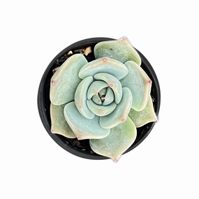 Echeveria 'PikaChu' mini ornamental plant  