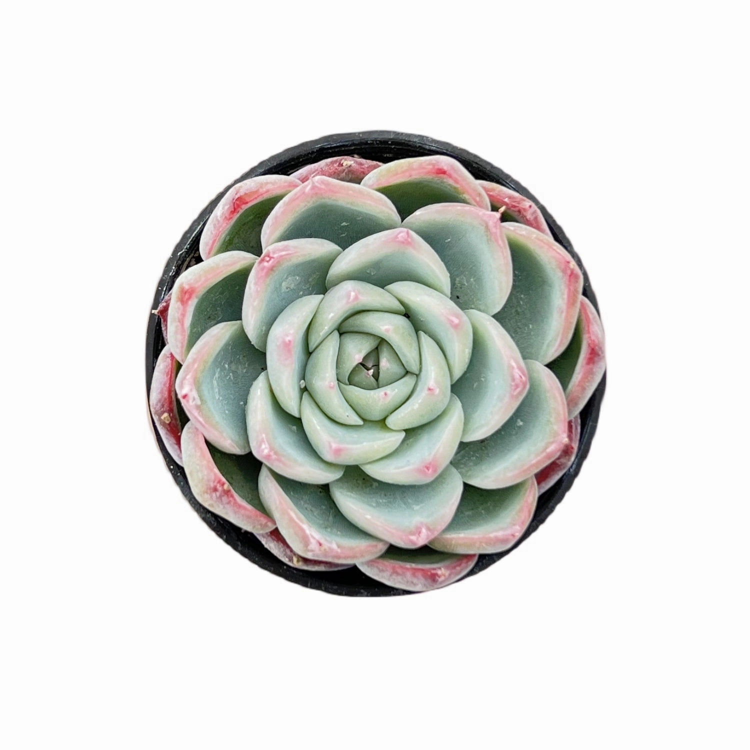 Echeveria 'Pink Crystal' mini ornamental plant  