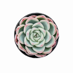 Echeveria 'Pink Crystal' mini ornamental plant  