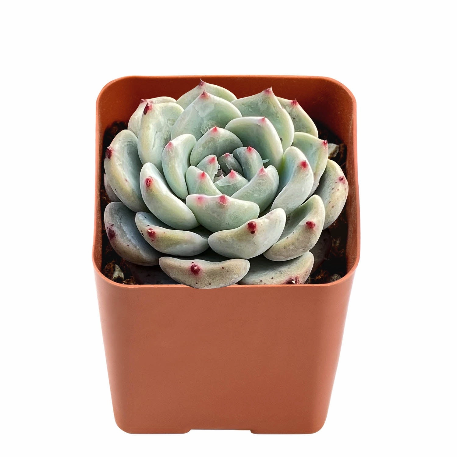 Echeveria 'Pink Minima'