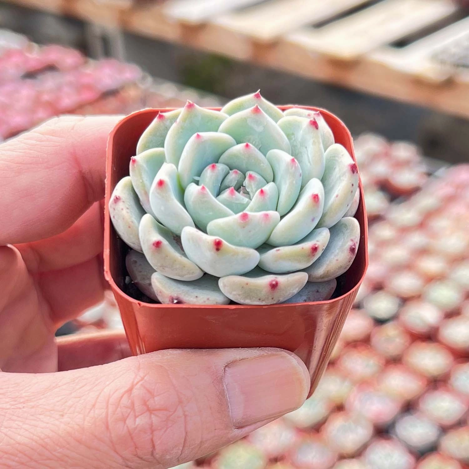 Echeveria 'Pink Minima'