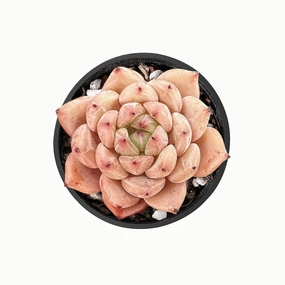 Echeveria 'Pink Minima' mini ornamental plant  
