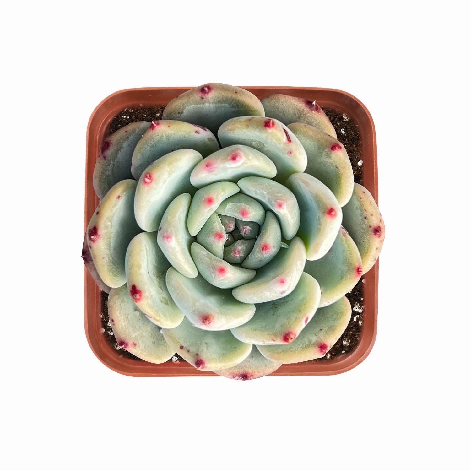 Echeveria 'Pink Minima'