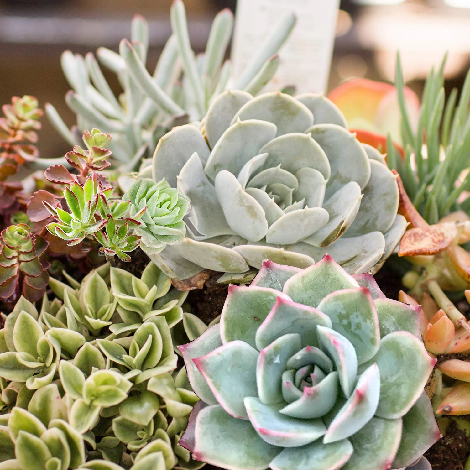 Echeveria 'Pink Tips'