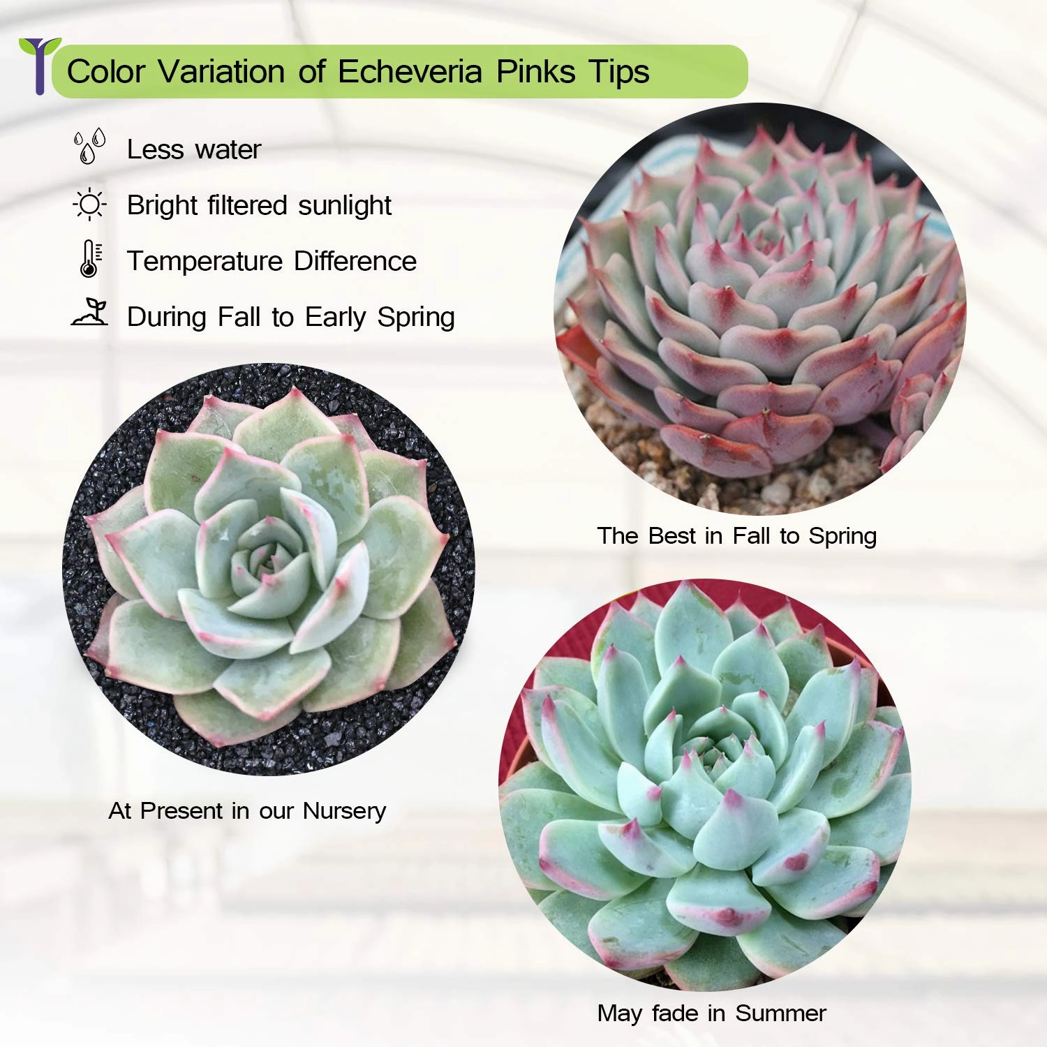 Echeveria 'Pink Tips'
