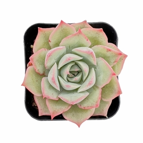 Echeveria 'Pink Tips' mini ornamental plant  