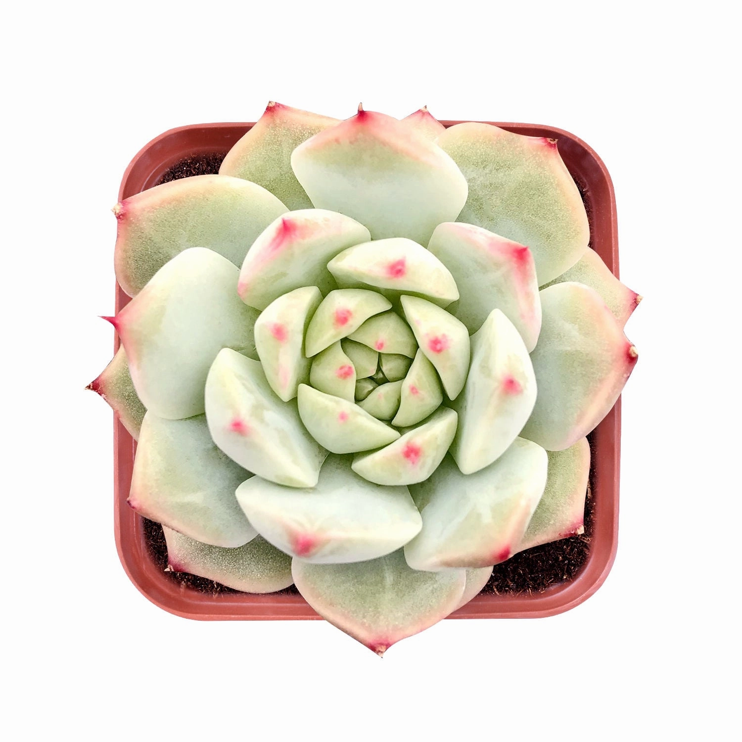 Echeveria 'Prism' mini ornamental plant  
